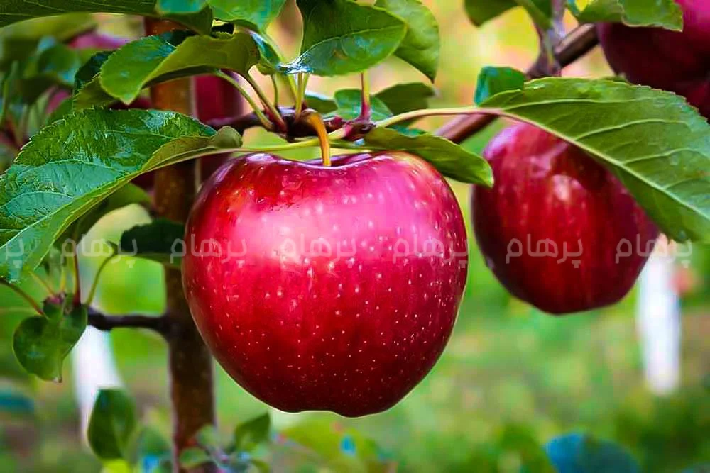 سیب: میوهٔ سلامتی و تأثیرات شگفت انگیز آن بر بدن